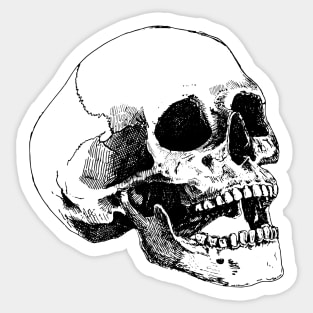 Human skull Sticker